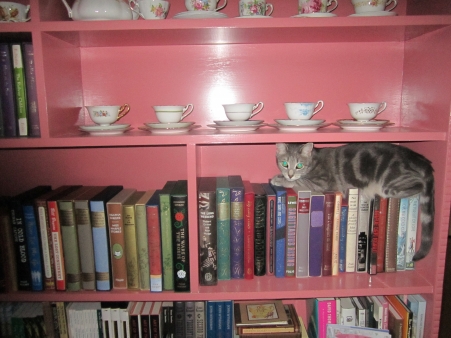 Millie the book loving cat 